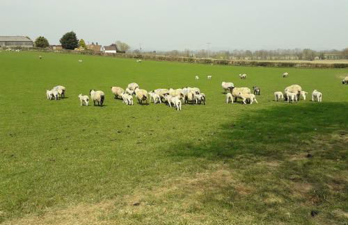 Lucea Cottage - Foto 41