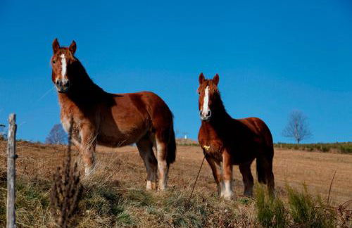 Can Pletis - Foto 46