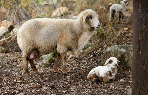 Tambor Del Llano - Foto 45