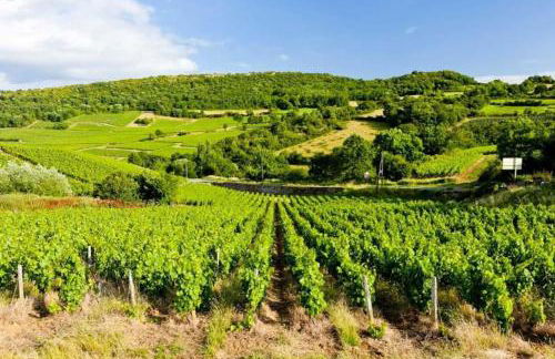Le Chardonnay - Locationtournus - Foto 19