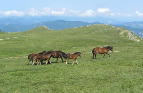 Residence Cimone SuperSci Polle-life - Foto 68