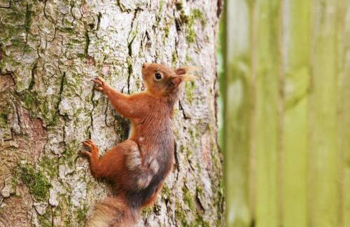 Honey Cottage Caravan Park - Foto 11