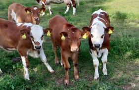 Familienferienhof Berger - Foto 13