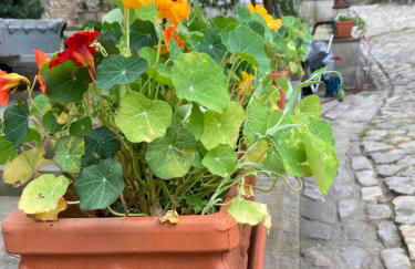 Gästehaus Geiseltalsee - Foto 18