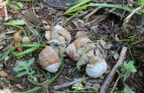 Waldhaus Hahnenklee - Foto 24