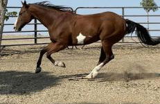 A Cozy Loft in Templeton - Foto 39