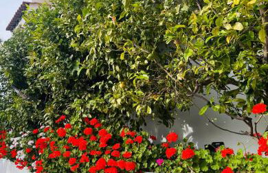 Lemon tree's house - Foto 38