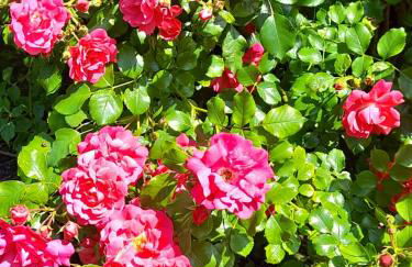 Domaine de l'Ermitage - Foto 74