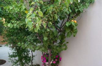 House Euphoria - Foto 21