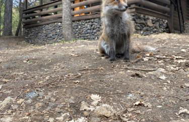 Woods Etna Chalet - Foto 29