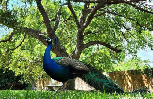 Luxury Miami Village w/Pool+Grill+MiniGolf - Foto 2