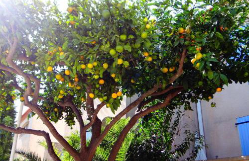 Orangeraie-1-claira - Foto 18