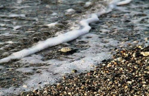 La grecità e il mare - Foto 71