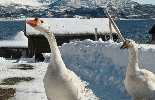 6 Person Holiday Home in Hamnvik - Foto 23