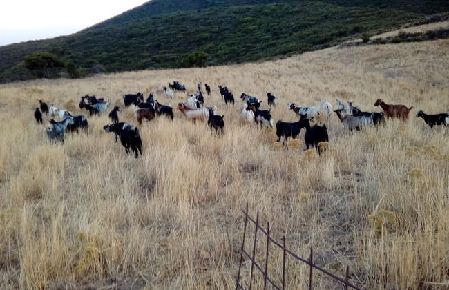 Villa Areti - A Cottage in Cretan Nature - Foto 24