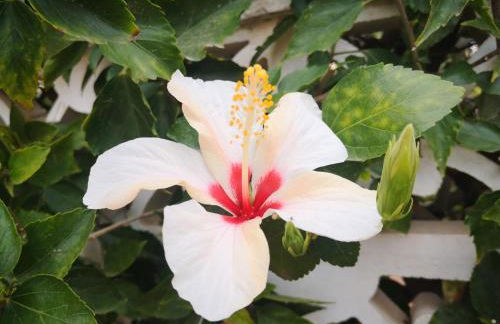 Chalet Campoamor con piscina privada - Foto 30