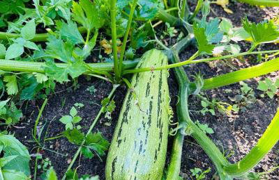 Gościniec Zacisze w Kłodnicy - Foto 27