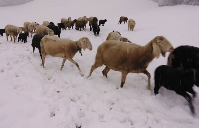 Holiday on an Organic Farm in Hart im Zillertal - Foto 34