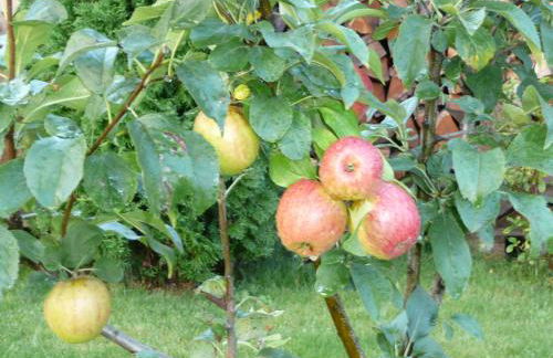 Ferienwohnung Zum Weinberg bis 4 Personen - Im Herzen der Pfalz - Foto 43