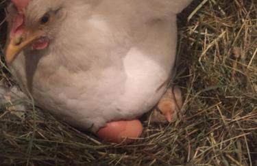 Gstattlhof Mountain Farmhouse - Foto 13