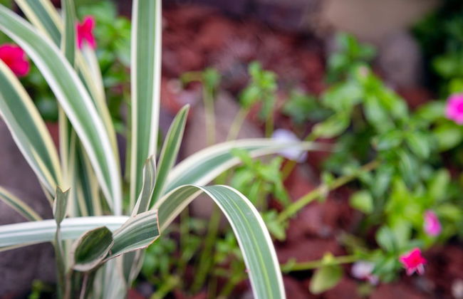 Centrally Located Guest Apartments - Foto 21