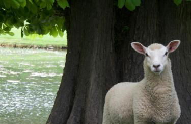 Oak Tree Cottage - Foto 19