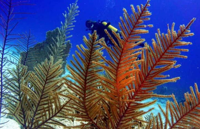 Playa Coral Scuba Diving - Foto 4