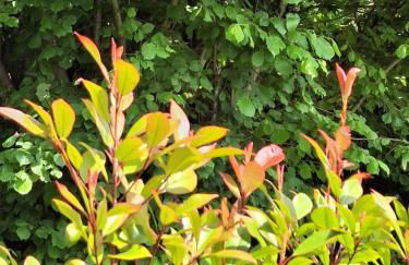 The Little Oak - tiny house with bed on mezzanine & terrace - from 1 to 4 p Disney, Paris & CDG - Foto 35