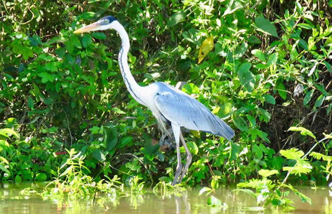 Isla del Bananal y Parque del Cantão en 3 días - Foto 3