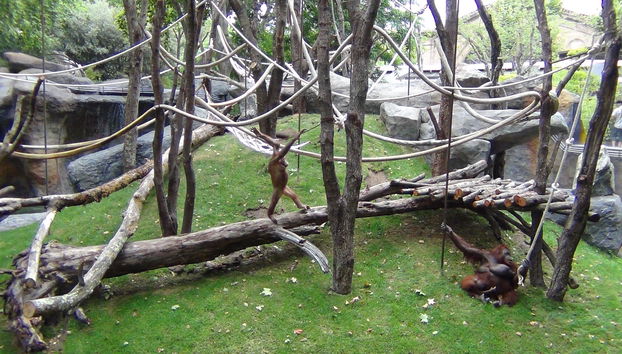 Zoo de Barcelona - Foto 5