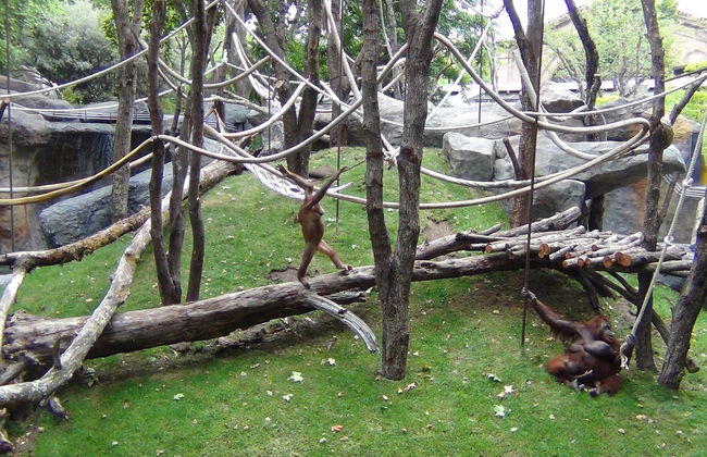 Zoo de Barcelona - Foto 5