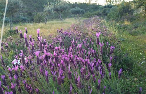 O Palheiro - Vista Panorâmica e Jacuzzi - Foto 51