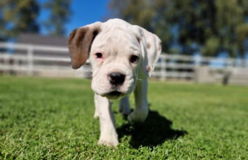 Friesenparadies FRI-Südliches Friesland - Foto 3