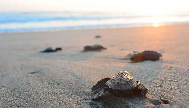 Riserva per il Salvataggio delle Tartarughe Marine - Foto 2