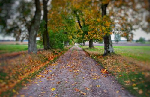 SZUMI ROSA - Foto 76