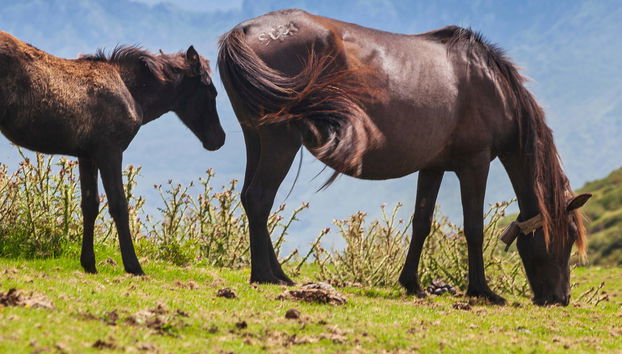Pienzu Peak Hiking Tour - Photo 5, Pienzu Peak Hiking Tour