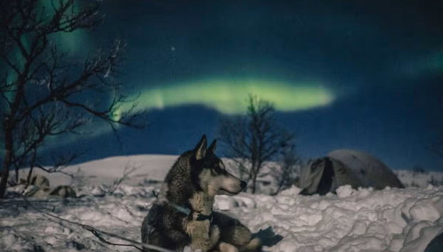 Paseo en trineo de perros husky bajo la aurora boreal - Foto 4
