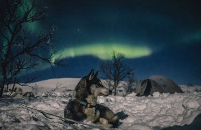 Northern Lights Husky Sleigh Ride - Photo 4