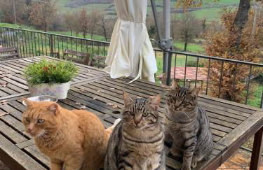 Agriturismo Tenute di Hera - Via Francigena - Foto 24