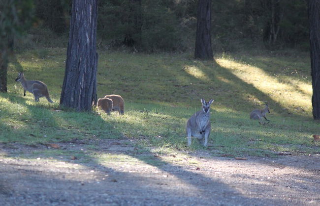 Woodlane Cottages - Foto 50