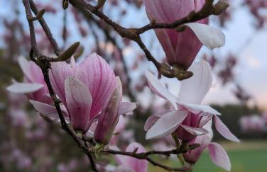 Ferienunterkunft Heimatfleckerl - Foto 3