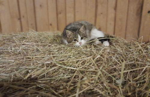 Ferienwohnung mit sonniger Dachterrasse am Pferdehof - Foto 36