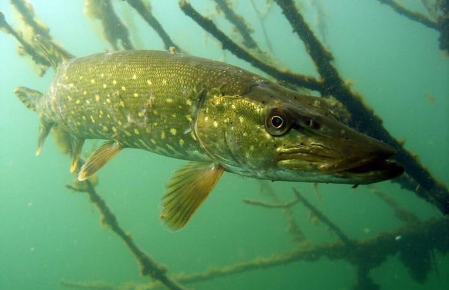 Agroturystyka u przyjaciol Soni - Foto 16