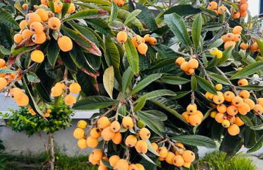 Los Angeles Gem - Foto 41