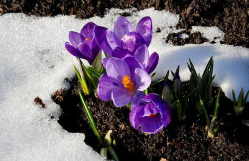 MEB Appartement Luxuriöses, alpines Appartement im Chalet-Stil - Foto 14