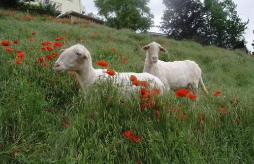 casa banana - Foto 24