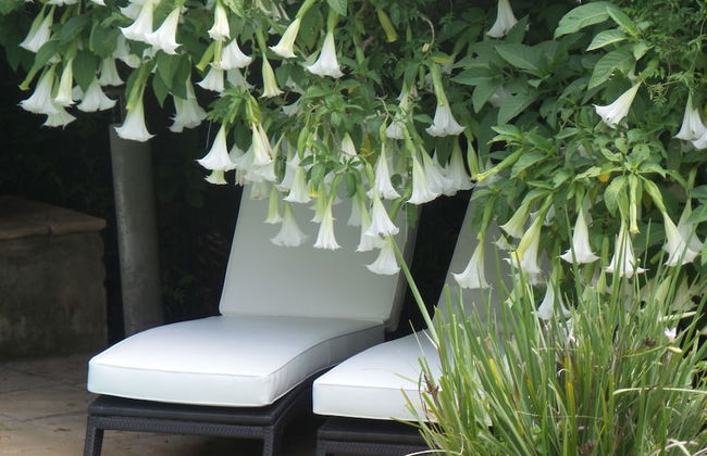 Melrose Executive Suites - Foto 31