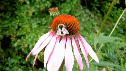 Apartment Landhaus Wildfeuer by Interhome - Foto 4