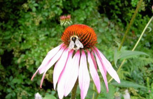 Apartment Landhaus Wildfeuer by Interhome - Foto 4