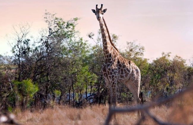 Wild Clover Cottages - Foto 20